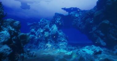 CGI Underwater view of coral reef with colorful fish in clear blue waters video