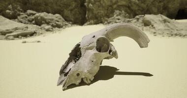 CGI Desert landscape featuring a detailed ram skull amidst rocky terrain video
