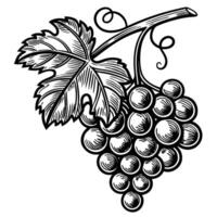 Bunch of grapes with leaf, vintage sketch illustration classic fruit engraving, detailed hand drawn botanical design vector