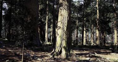 cgi esplorando un' sereno foresta con torreggiante alberi e morbido naturale leggero video