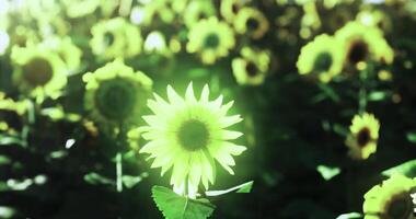 CGI Sunflowers bloom vibrantly in a sprawling field during bright daytime video