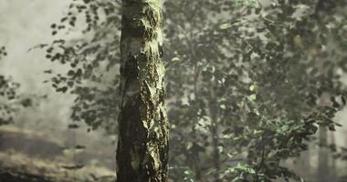 CGI Close up view of a tree trunk amidst lush greenery in a serene forest setting video