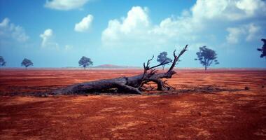 CGI Dry landscape with a fallen tree and sparse vegetation in daylight video