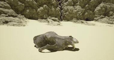 CGI Dolphin skull discovered on a sandy beach near rocky cliffs in bright sunlight video