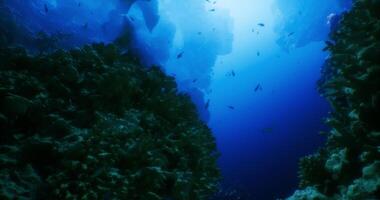 CGI Beneath the surface of crystal clear waters at coral reef underwater video