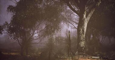 CGI Misty forest landscape with trees and shrubs during twilight in nature video