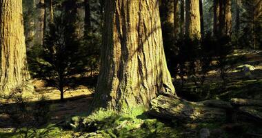 CGI Majestic giant sequoia tree standing tall in serene forest setting video