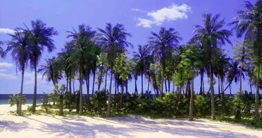 CGI Palm trees line a serene beach under bright blue skies at midday video