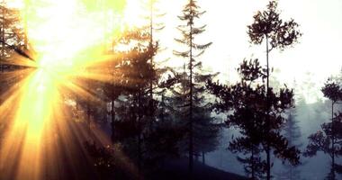 CGI Sunlight breaking through the trees in a serene forest during early morning video