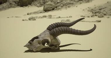 CGI Natural landscape with an ancient skull in a desert setting at midday video