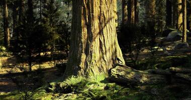 CGI Majestic giant tree in a serene forest setting during daylight hours video
