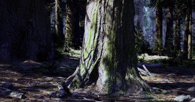 CGI Majestic tree trunk illuminated by sunlight in a serene forest setting video