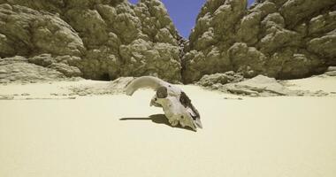 CGI Desert landscape featuring an ancient animal skull against rock formations video