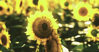 CGI Sunflowers blooming vibrantly in a sunny field during the summer season video