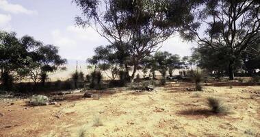 CGI Landscape with sparse vegetation under a bright sky in an arid environment video