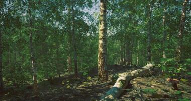 CGI Exploration of a serene forest habitat with sunlight filtered through trees video