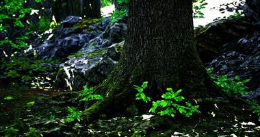 CGI Vibrant natural setting showcasing a tree trunk with lush green foliage video