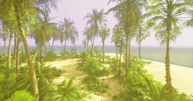 CGI Tropical paradise with palm trees and serene beach at dusk video