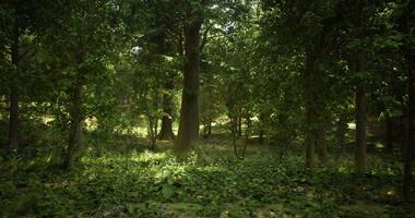 CGI Lush green forest landscape filled with tall trees and dense foliage video