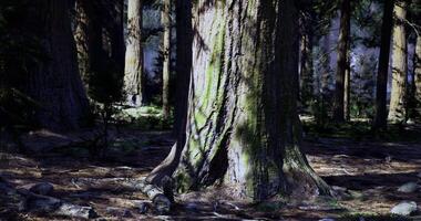 CGI Majestic tree trunk surrounded by towering forest in natural light video