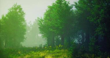 CGI Lush green forest enveloped in morning mist with vibrant flora and trees video