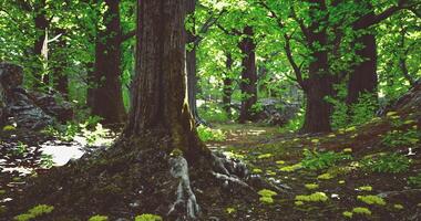 CGI Lush forest with vibrant greenery and rocky terrain during bright daylight video