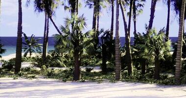 CGI Tropical beach with palm trees and lush greenery under clear sky video