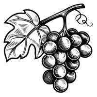 Grape cluster with leaf, vintage hand drawn illustration detailed botanical sketch, fruit agriculture and nature design vector