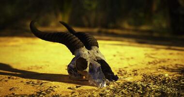 CGI Skull of a goat resting on a sunlit ground in a natural setting video