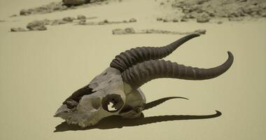 CGI Skull of a ram rests on desert sand under bright sunlight video