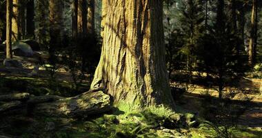 CGI Majestic sequoia tree surrounded by lush greenery in a serene forest video