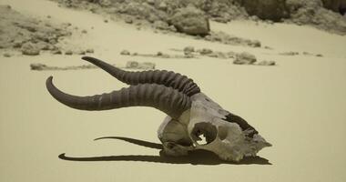 CGI Desert skull with prominent horns rests on sunlit sand near rocky terrain video
