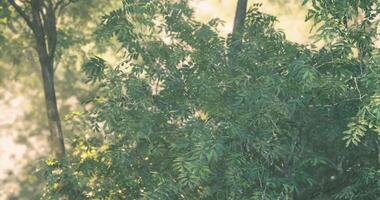 CGI Lush green foliage in a serene forest during late afternoon light video