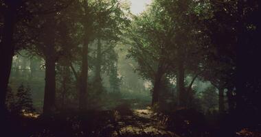 CGI Mysterious forest trail illuminated by soft sunlight in the early morning video