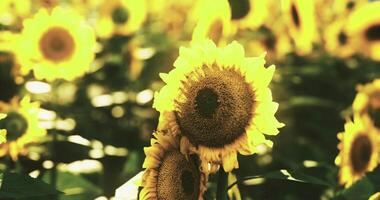 CGI Bright sunflowers bloom in vibrant yellow under clear blue sky in summer video