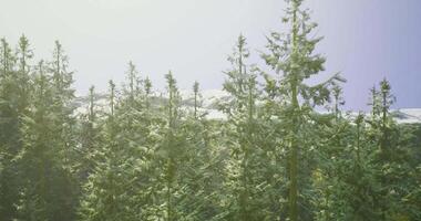 CGI Lush green evergreen forest with snow capped mountains in clear sky video