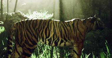 CGI Majestic tiger moving through sunlit forest with lush greenery video