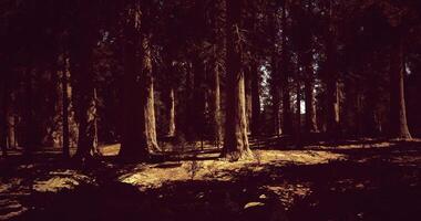 CGI Dark forest with towering trees and soft sunlight filtering through video