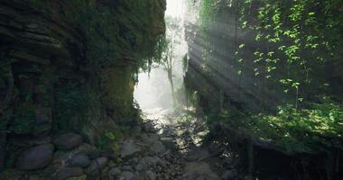 CGI Sunlight filtering through dense foliage in a serene forested canyon video