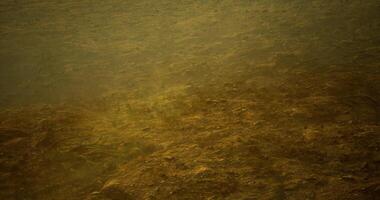 CGI Underwater view of sandy bottom with aquatic vegetation in shallow water video