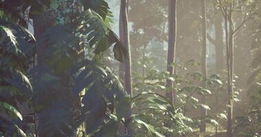 CGI Misty forest landscape showcasing lush greenery and tall trees at dawn video