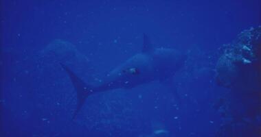 CGI Underwater view of a shark swimming in deep ocean waters near coral reefs video