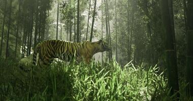 CGI Majestic tiger exploring lush bamboo forest during daylight hours video