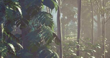 CGI Lush forest during golden hour with vibrant foliage and soft light video