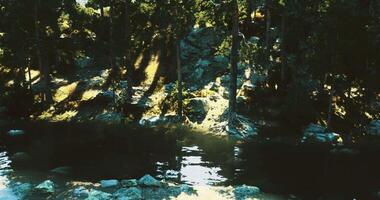 CGI Calm forest pond reflecting sunlight and tall trees in serene natural setting video