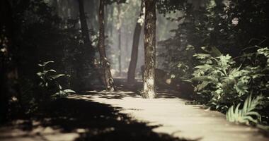 CGI Serene forest pathway with natural light filtering through trees video