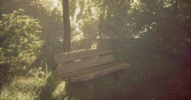 CGI Empty wooden bench in a quiet forest surrounded by sunlight and greenery video