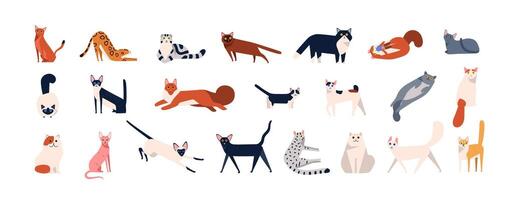 Bundle of adorable cats of various breeds sitting, lying, walking. Set of cute funny pets or domestic animals with colorful coats isolated on white background. Flat cartoon illustration. vector