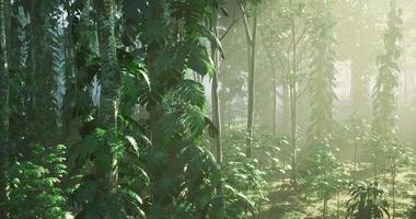 CGI Lush greenery in a dense forest bathed in soft morning light video