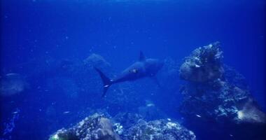 CGI Blue ocean scene featuring a swimming fish near coral reef during daytime video